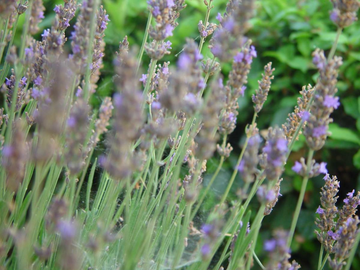 Torano Nuovo Agriturismo Villa Fiore מראה חיצוני תמונה
