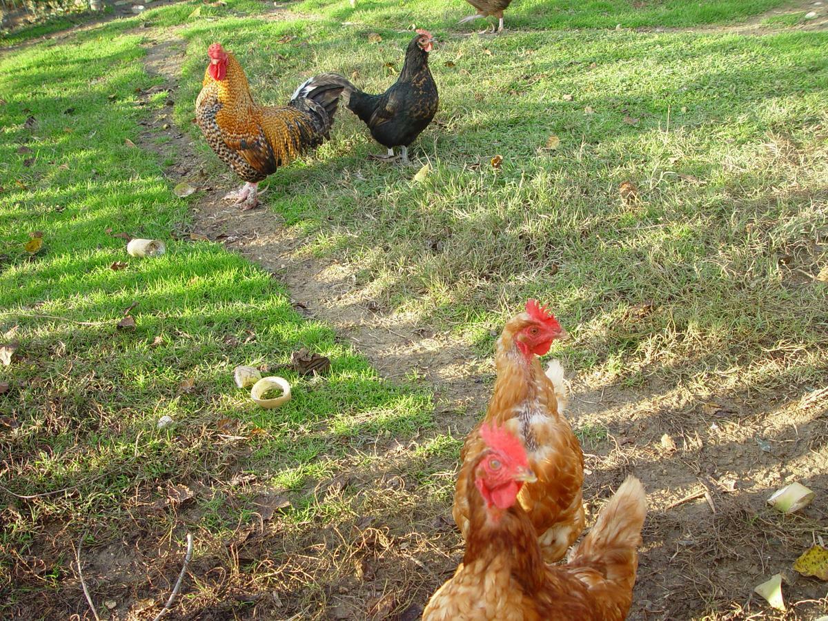 Torano Nuovo Agriturismo Villa Fiore מראה חיצוני תמונה